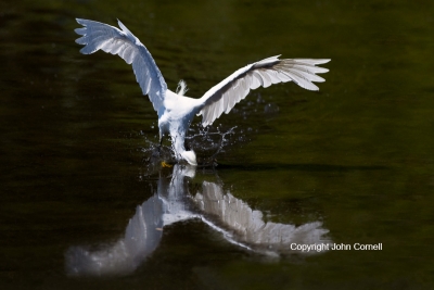 Egret;Egretta-thula;Flying-Bird;One;Photography;Snowy-Egret;action;active;aloft;
